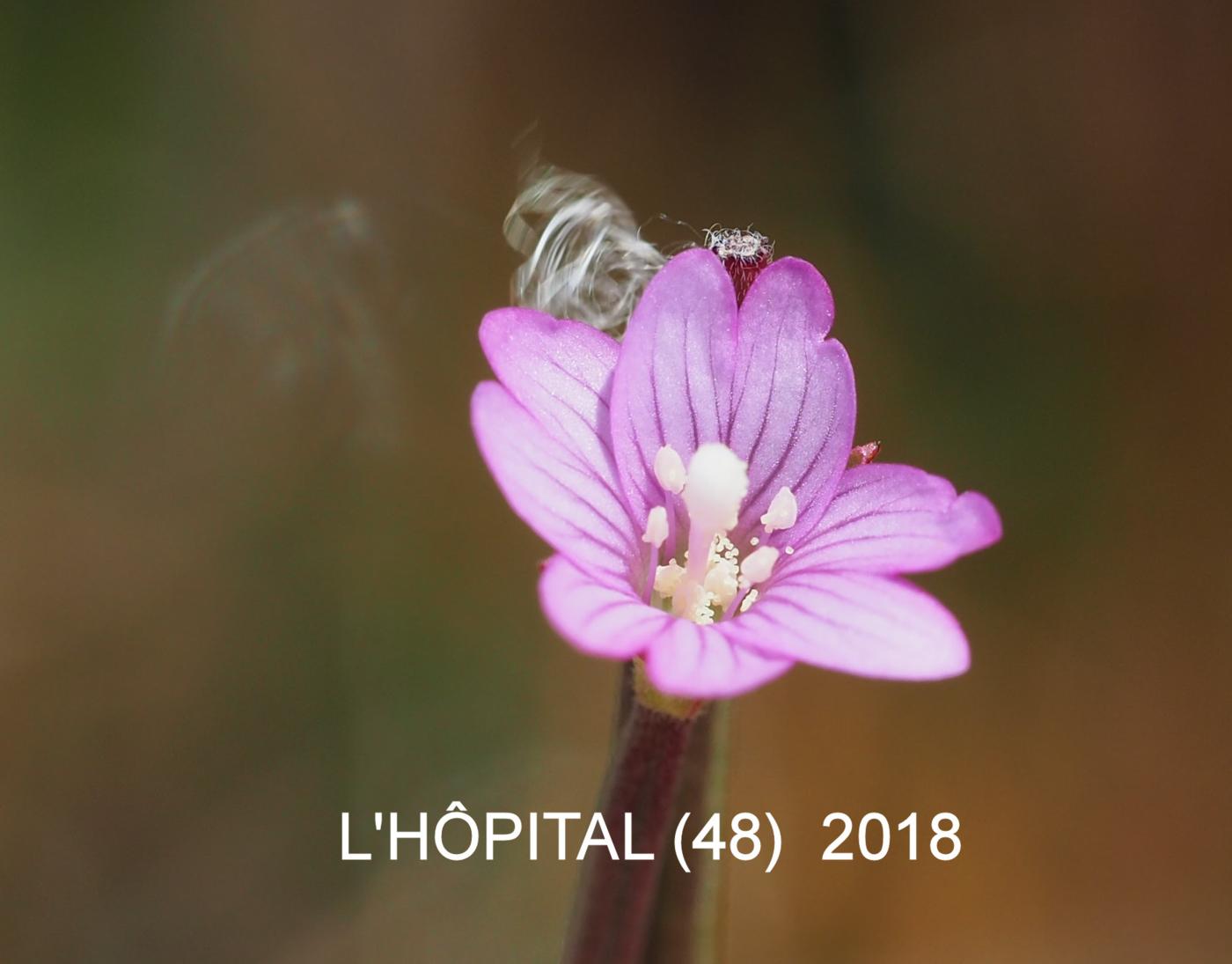 Willow-herb, Short-fruited flower